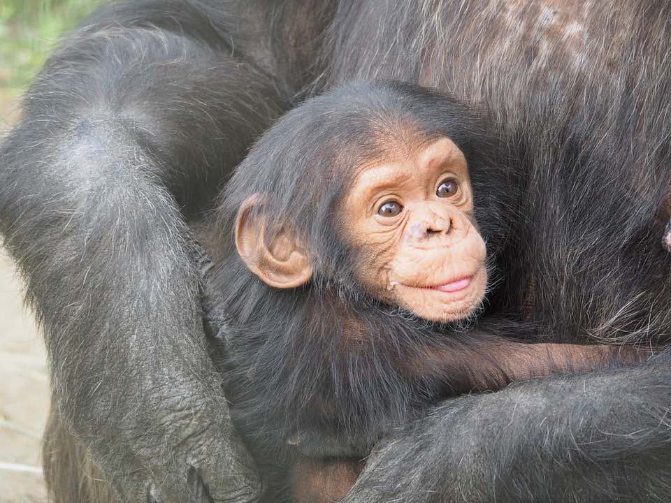 cucciolo di scimmia, scimpanzé, in braccio alla madre