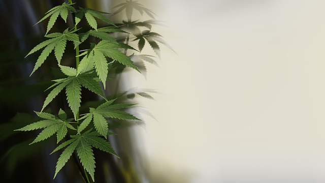 Cannabis Light. Bene stop dal Governo, così si salvano migliaia di giovani 1