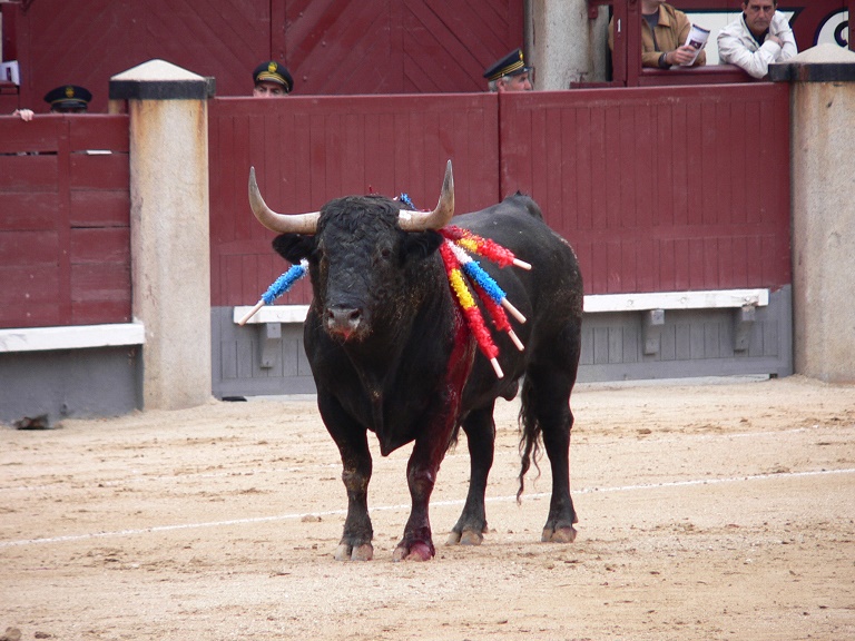 L’aborto in Spagna, dal 1985 al 2013 1